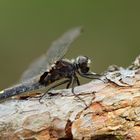 Große Moosjungfer - Weibchen