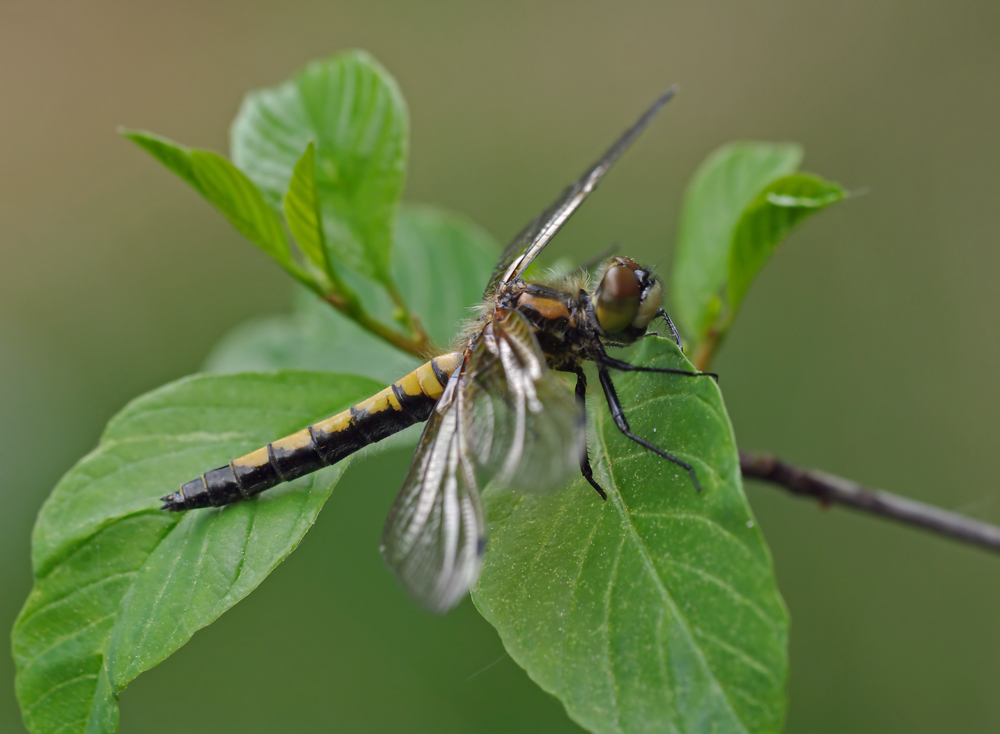 Große Moosjungfer Weibchen