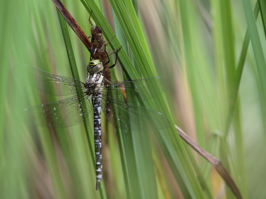 Große Mosaikjungfer nach dem Schlupf, Biosphärengebiet schw. Alb, Dettingen a.d. Erms