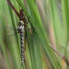 Große Mosaikjungfer nach dem Schlupf, Biosphärengebiet schw. Alb, Dettingen a.d. Erms