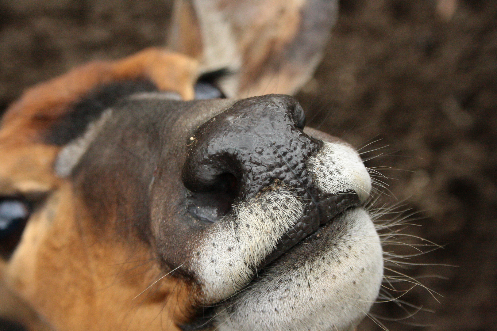 große Nase