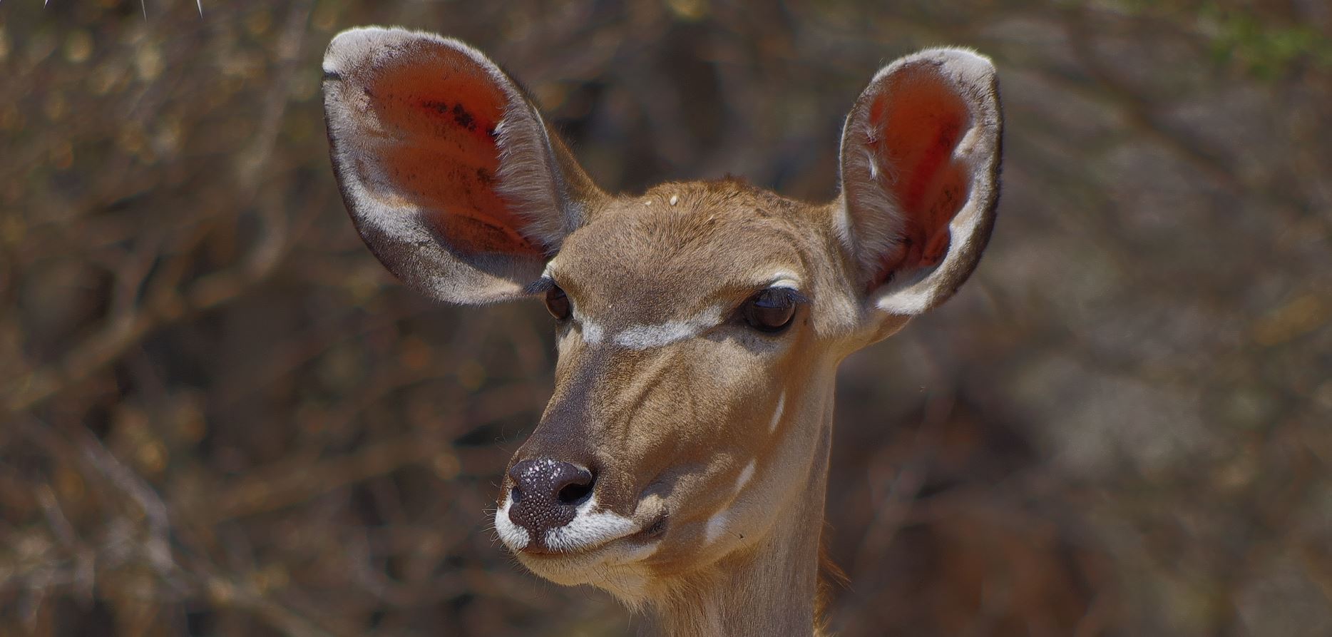 Grosse Ohren Foto Bild Nah Makro Africa Southern Africa Bilder Auf Fotocommunity