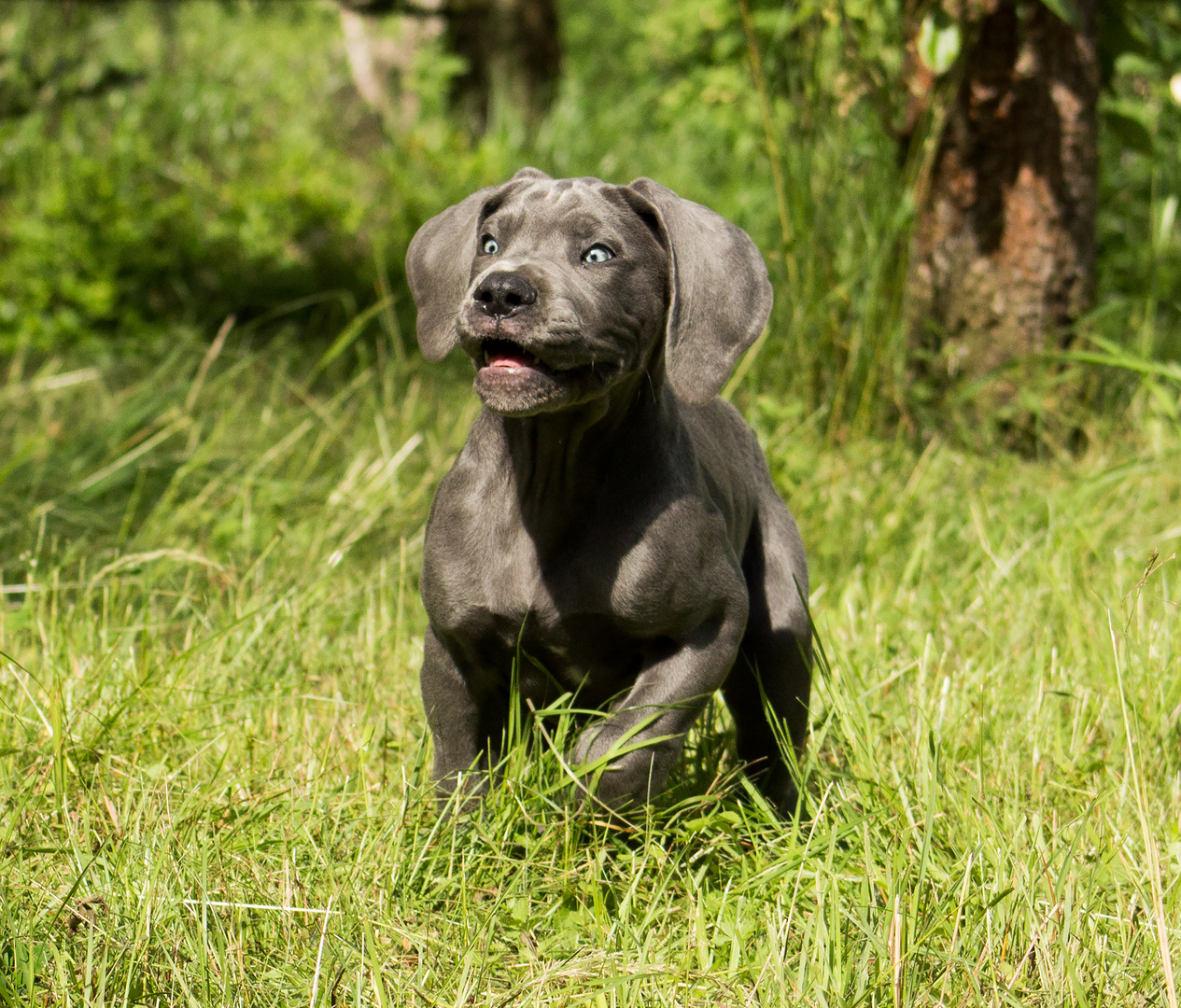 Große Ohren Foto &amp; Bild tiere, haustiere, hunde Bilder auf