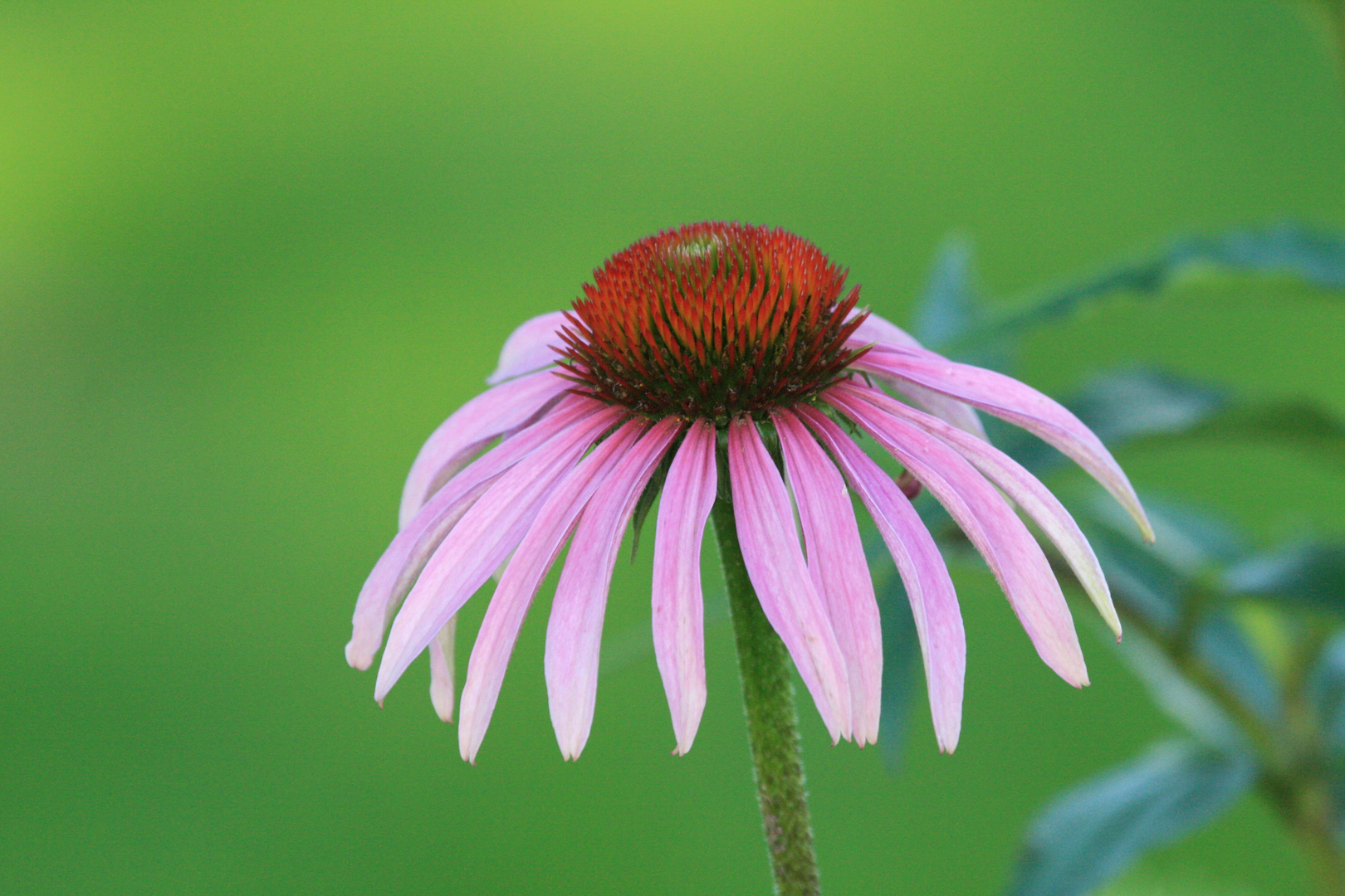 Grosse ou petite fleur