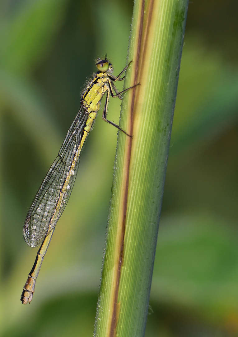 Große Pechlibelle