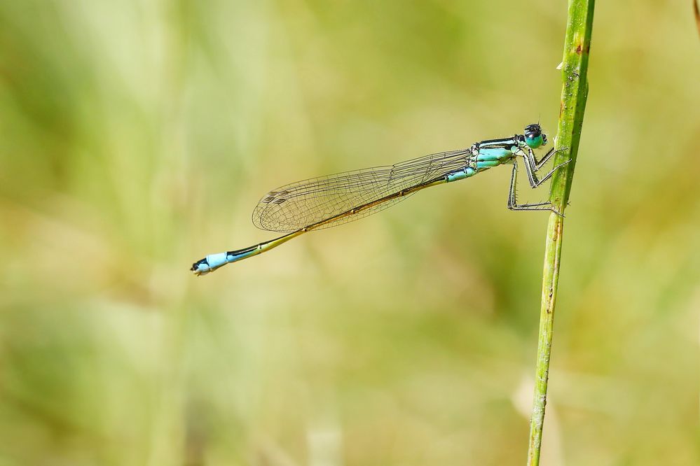 Große Pechlibelle