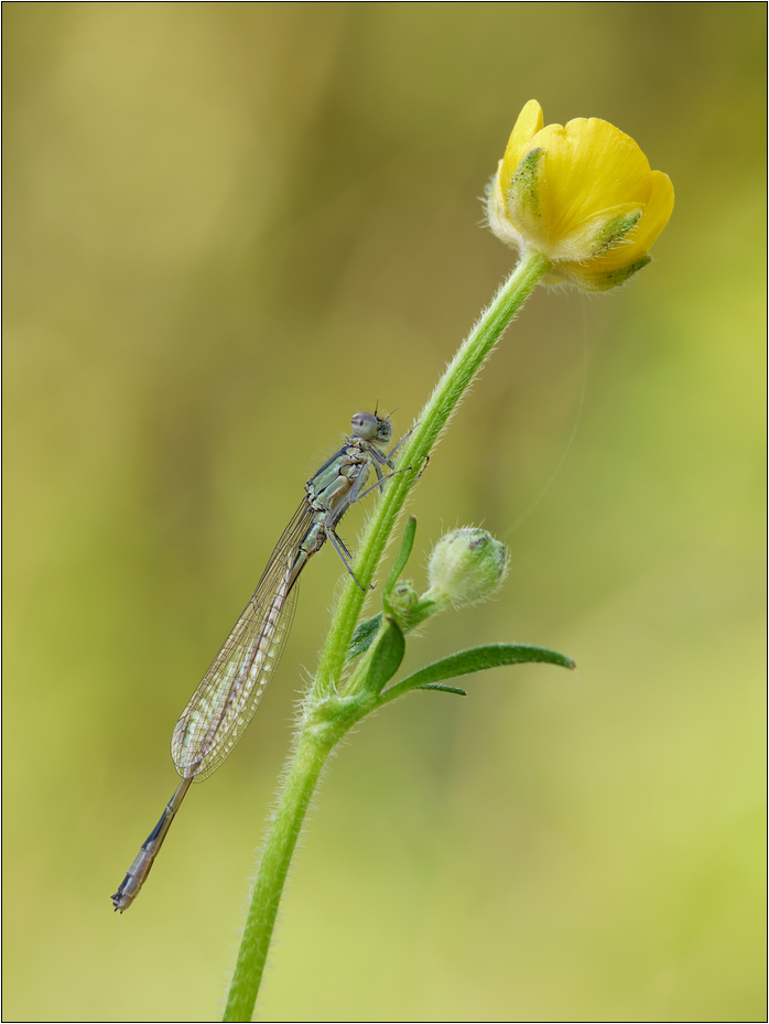 Große Pechlibelle