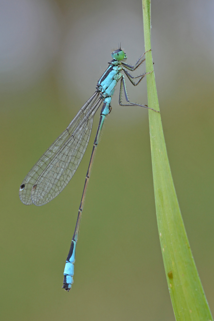 Große Pechlibelle