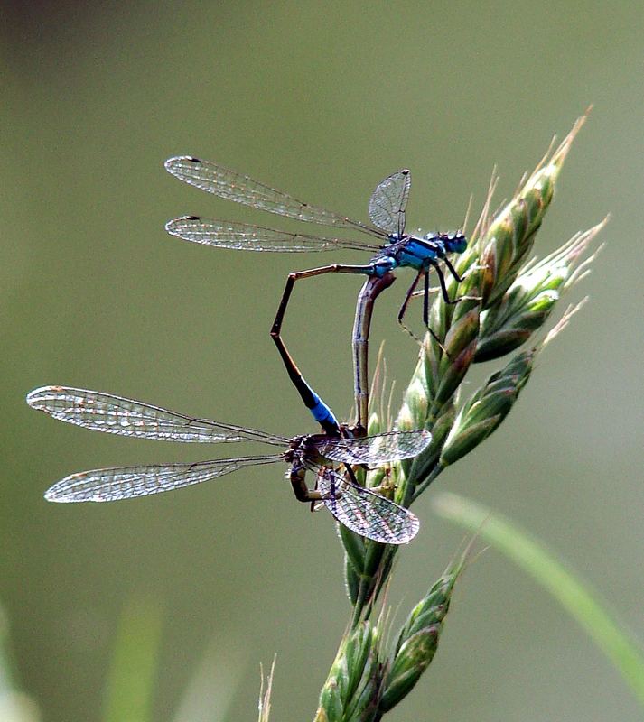 Große Pechlibelle