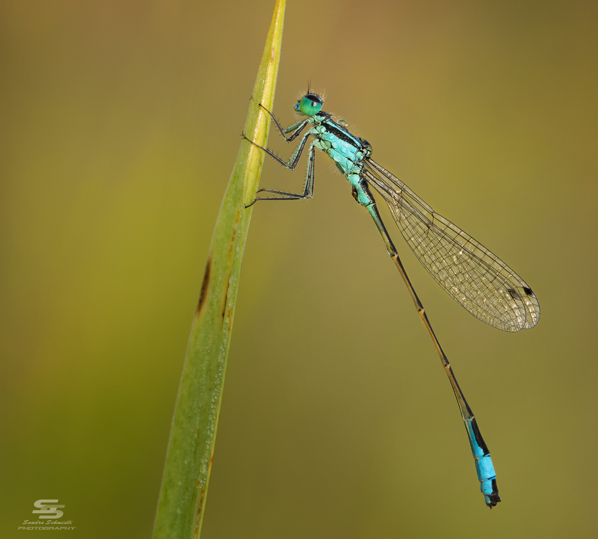 Grosse Pechlibelle