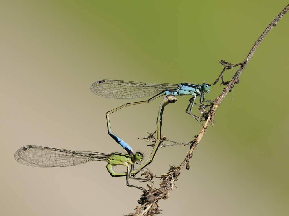 Große Pechlibelle