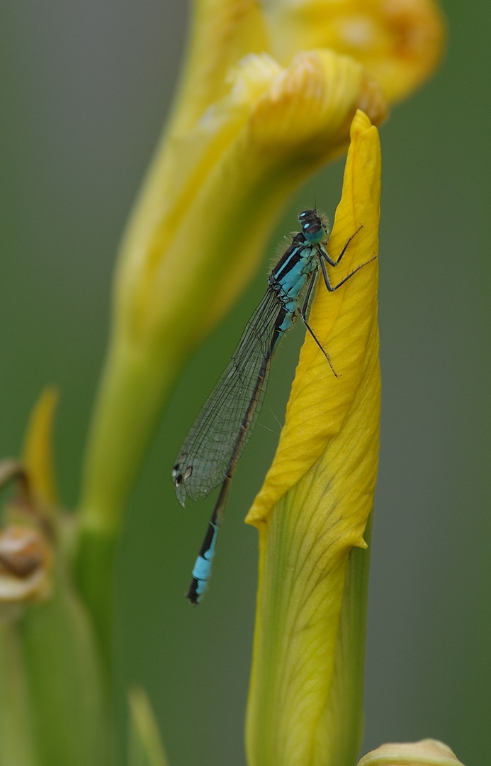 Große Pechlibelle