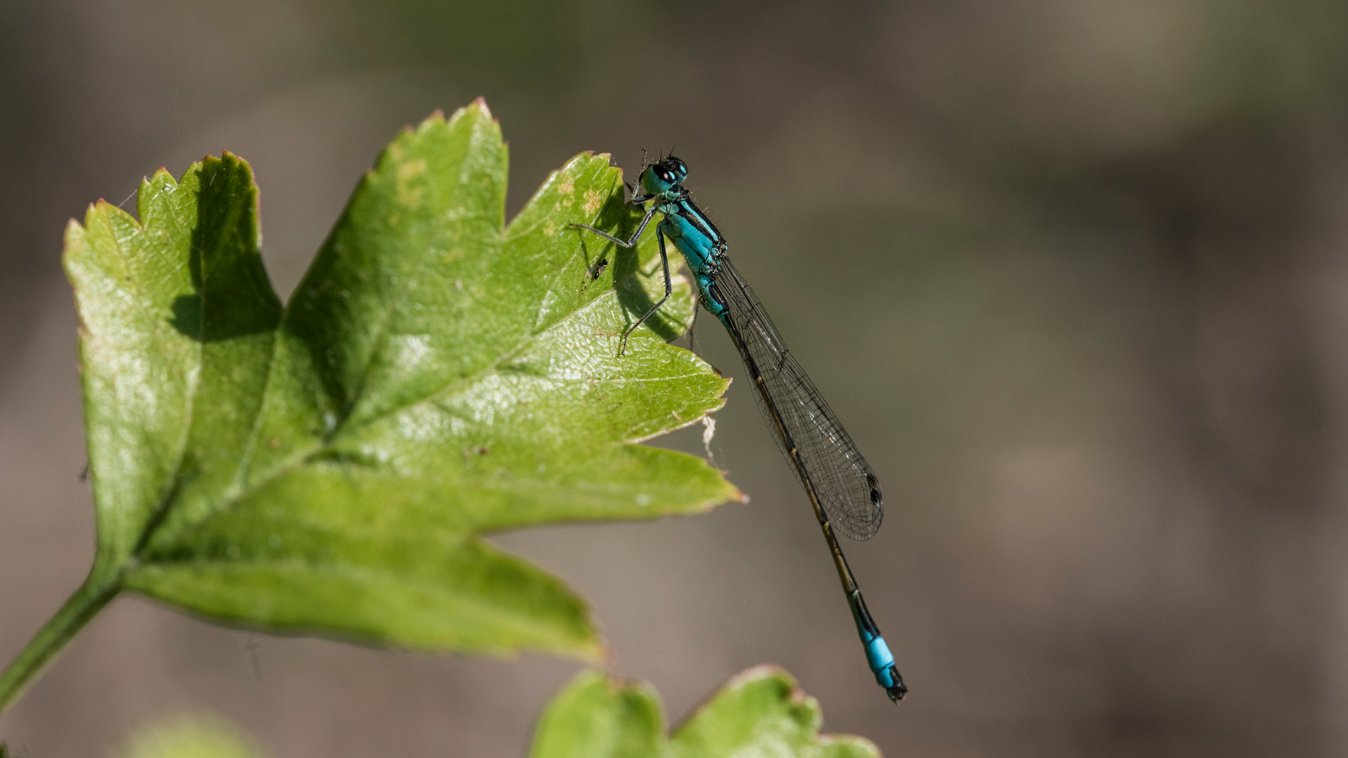 Große Pechlibelle