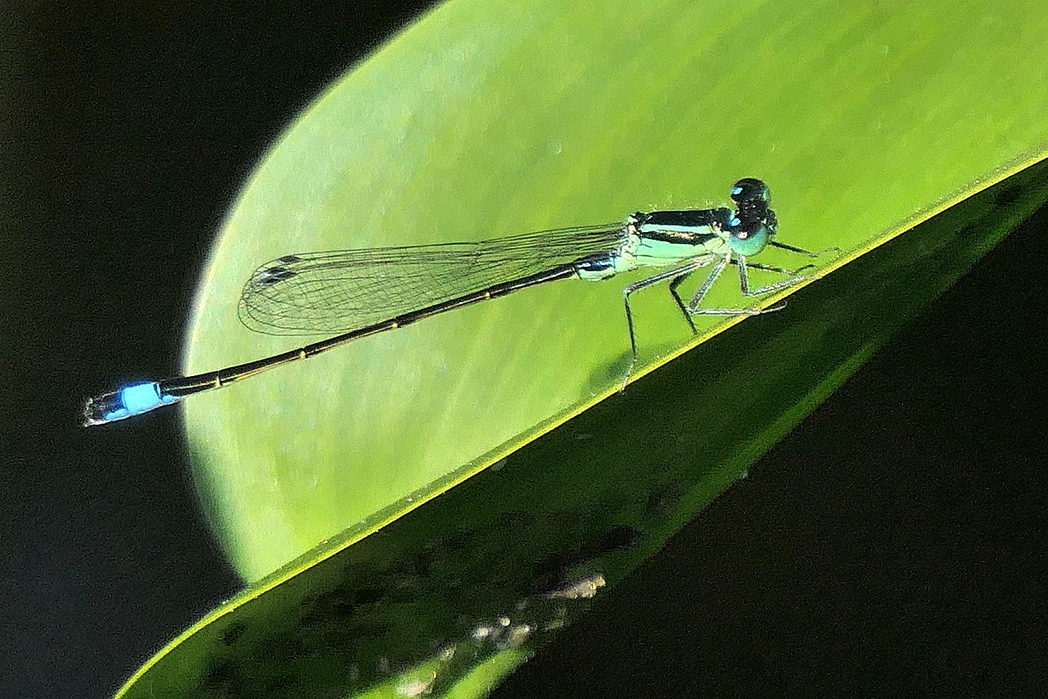 Große Pechlibelle