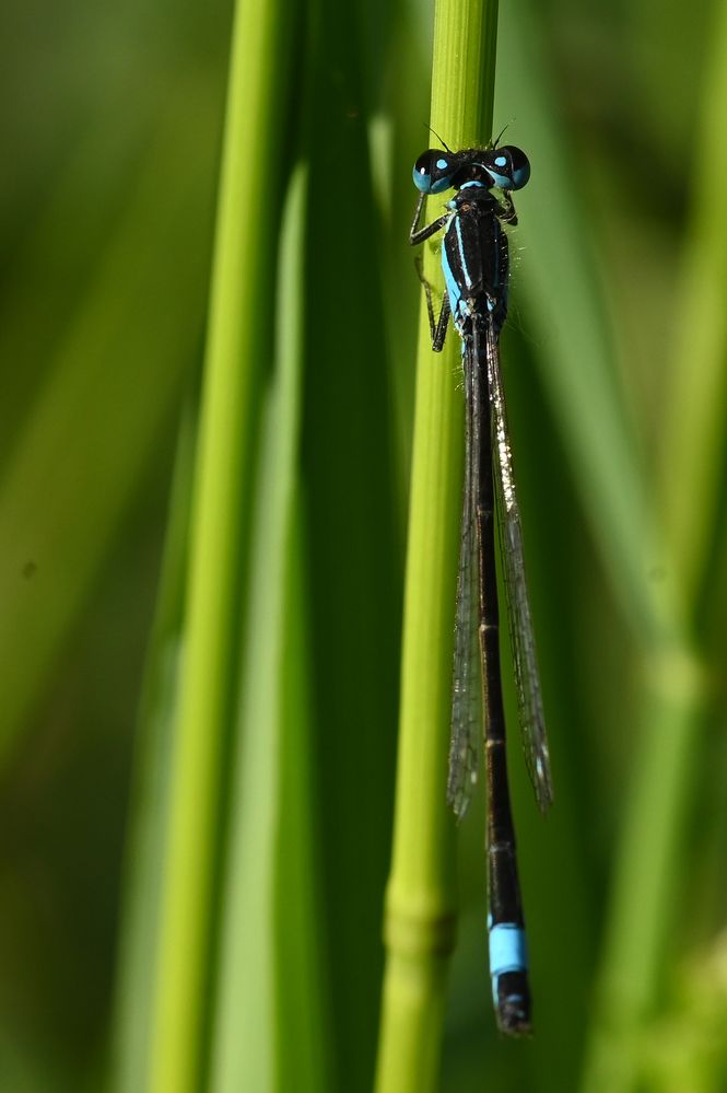 Grosse Pechlibelle