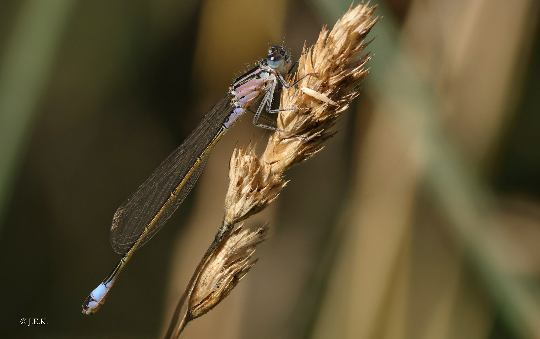 Große Pechlibelle