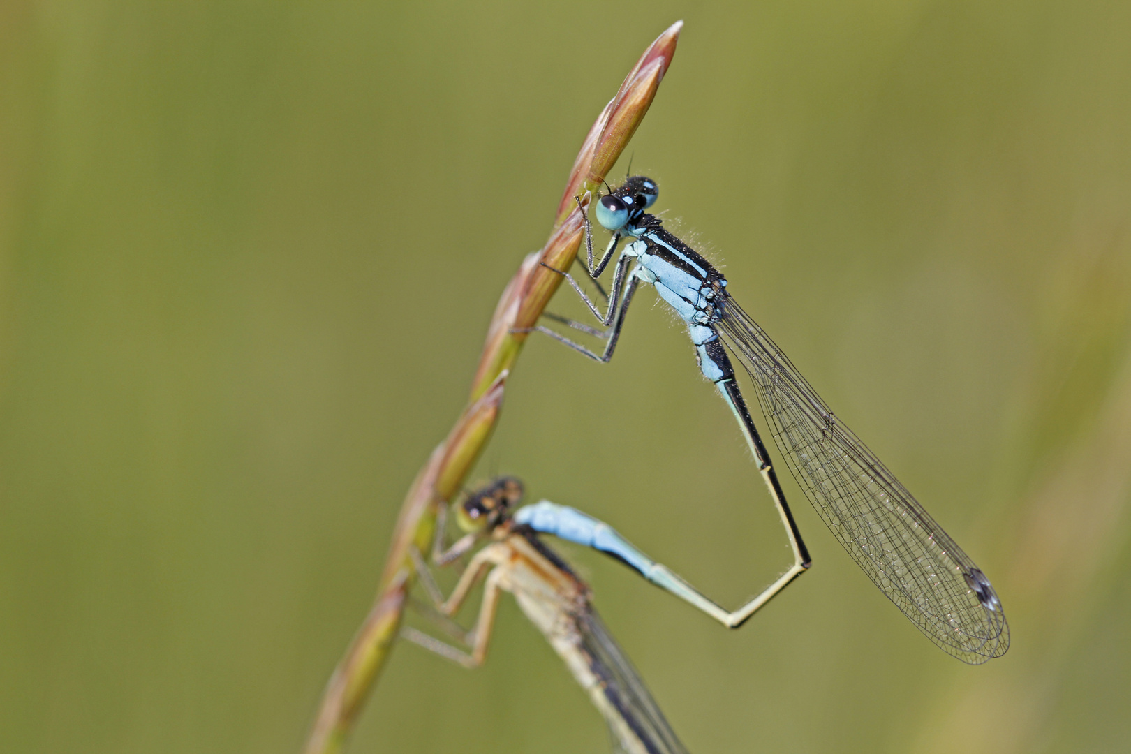 Große Pechlibelle