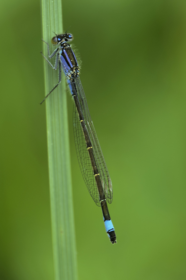 Große Pechlibelle