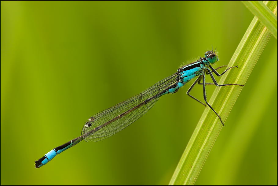 Grosse Pechlibelle