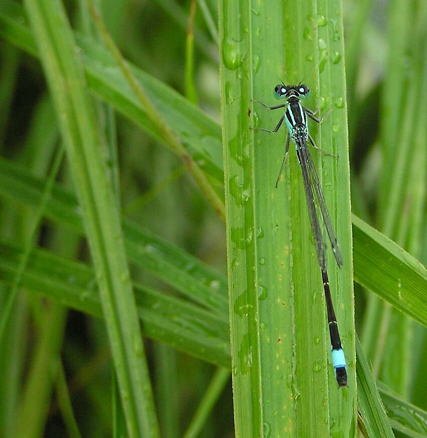 Große Pechlibelle