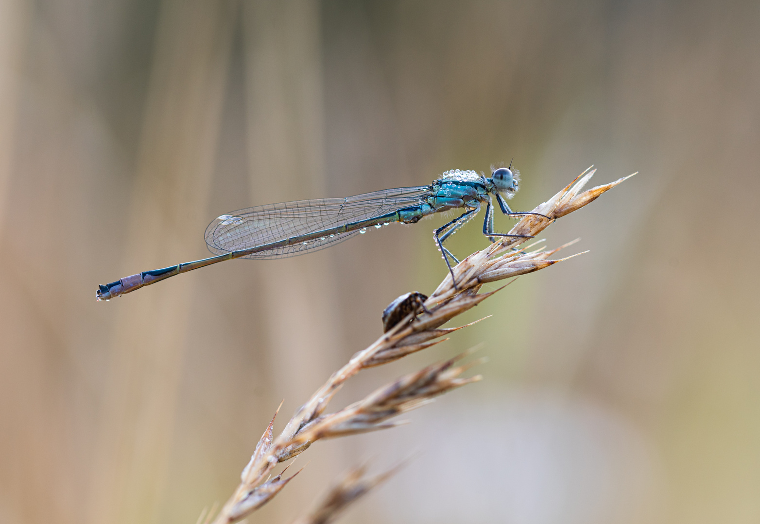 große Pechlibelle_________ Foto & Bild tiere, wildlife, libellen