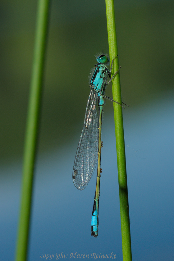 Große Pechlibelle