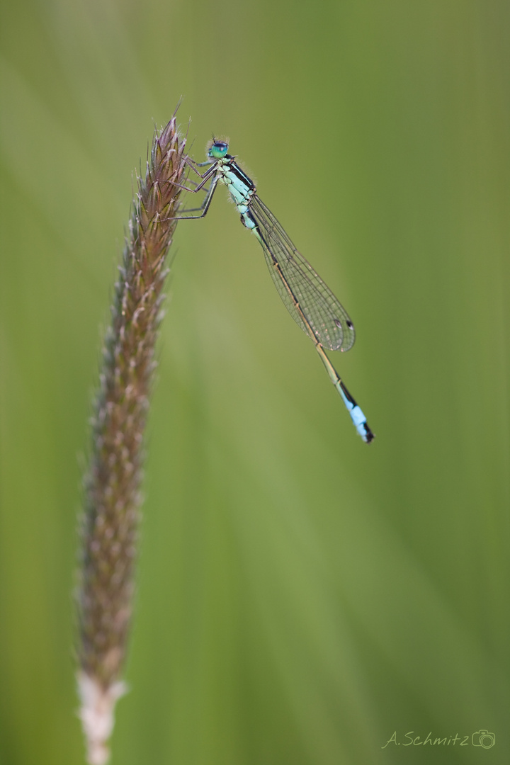 Große Pechlibelle