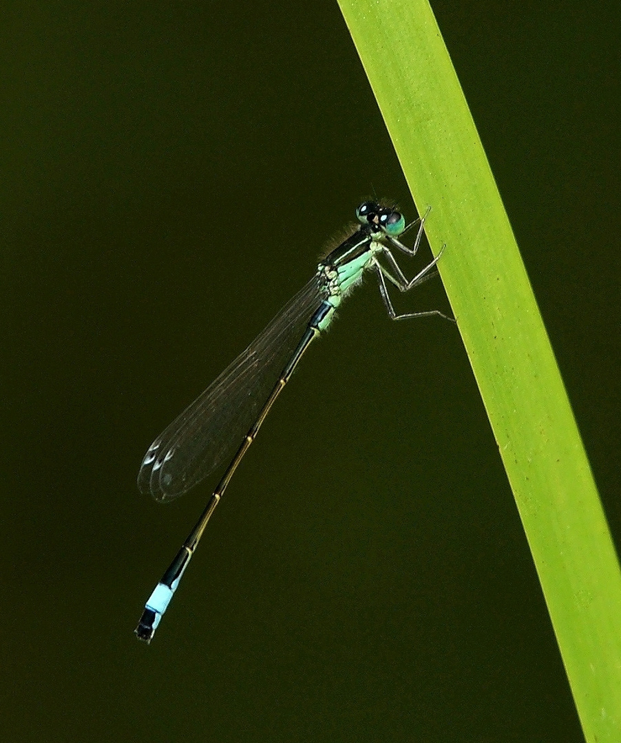 Große Pechlibelle.