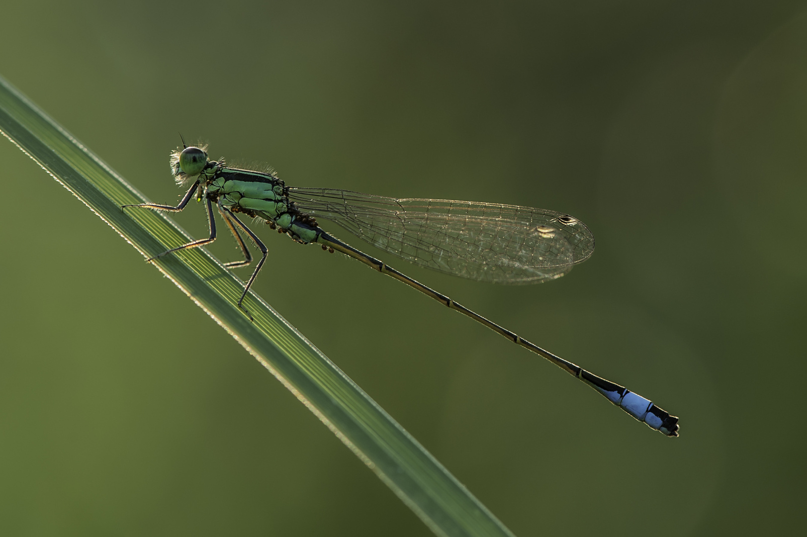 Große Pechlibelle