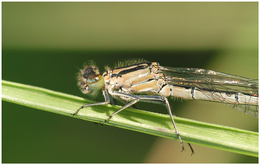 Große Pechlibelle