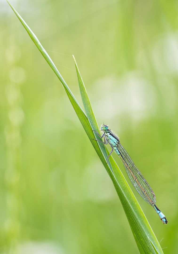 __große Pechlibelle__