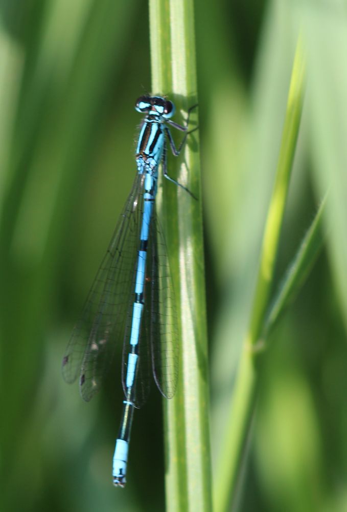 Große Pechlibelle