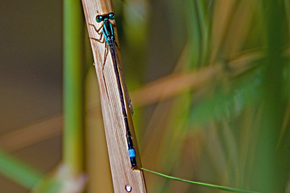 Große Pechlibelle