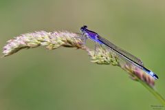 Große Pechlibelle
