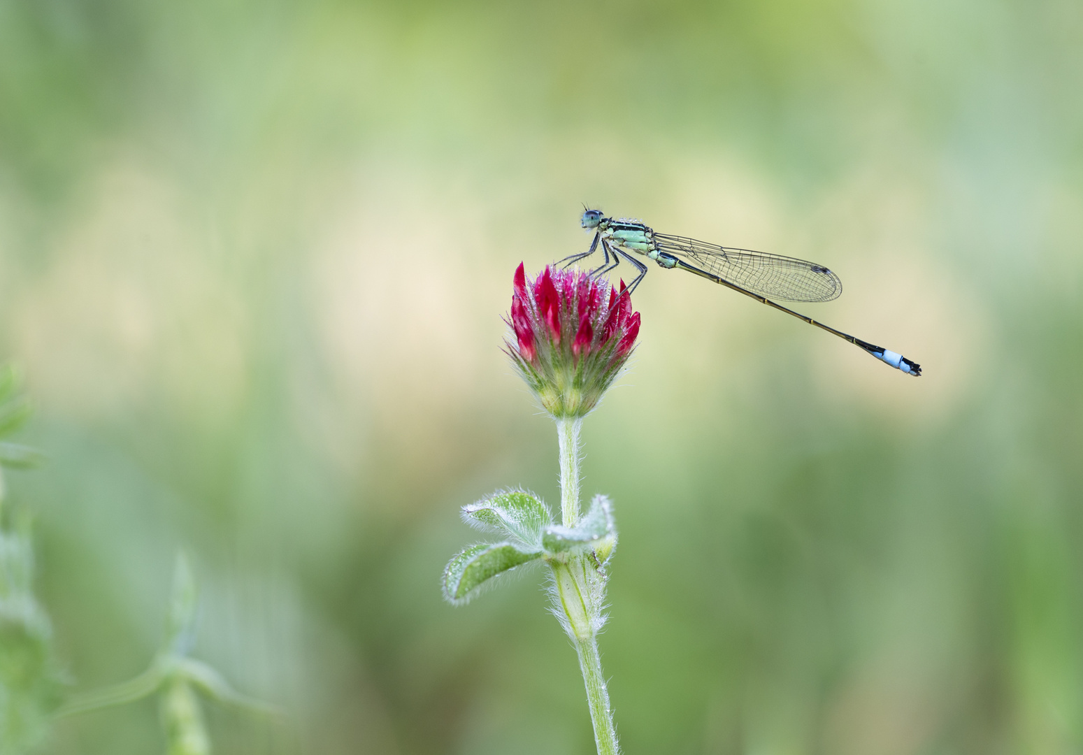 __große Pechlibelle_____