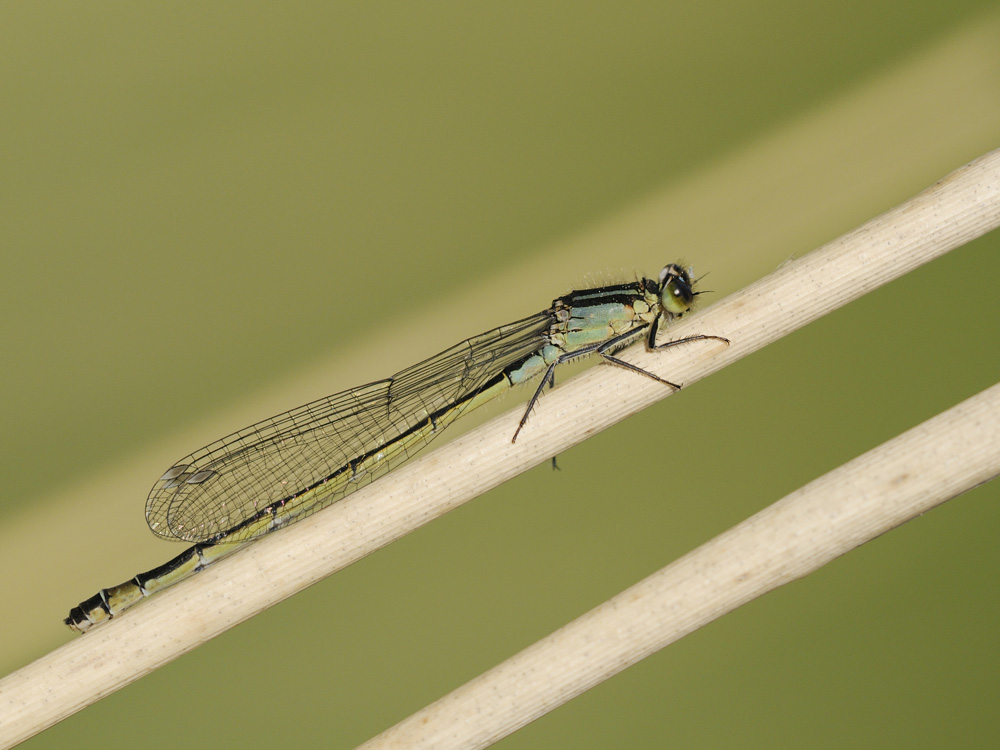 Große Pechlibelle