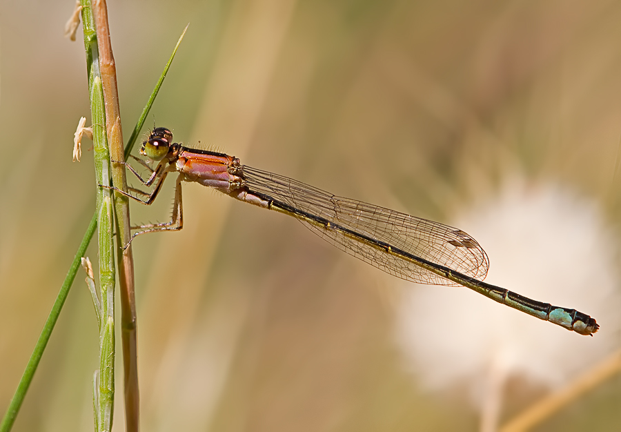 Große Pechlibelle