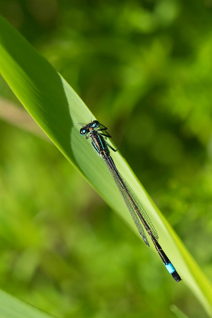 Große Pechlibelle