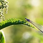 große Pechlibelle an einer Brennnessel