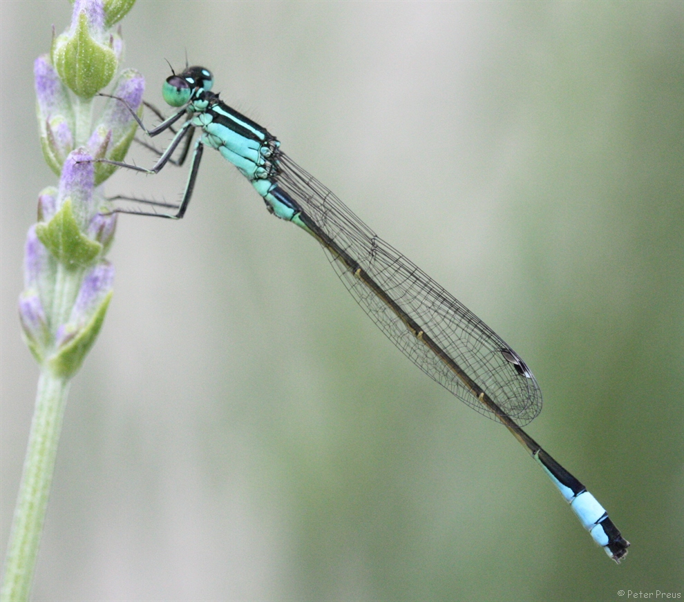 Große Pechlibelle an Lavendel