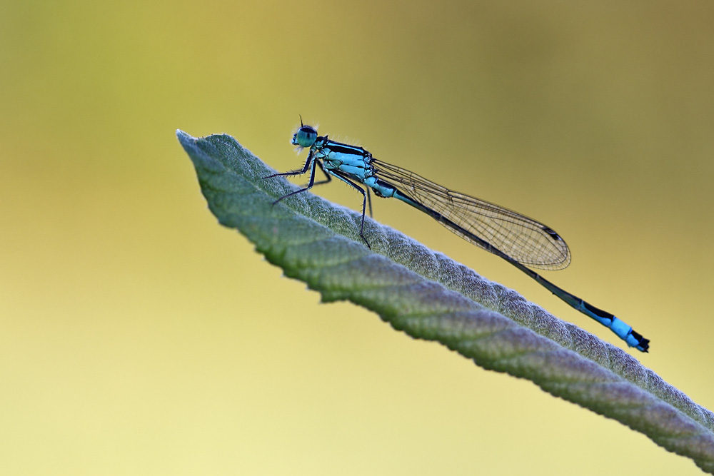 große Pechlibelle auf einem Blatt