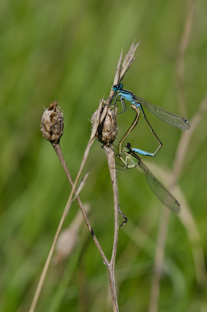 Große Pechlibelle