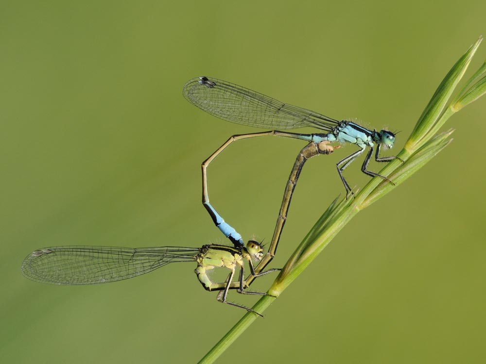 Große Pechlibelle