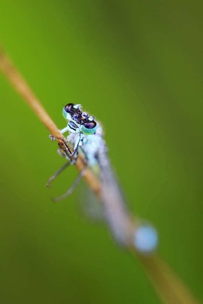 Große Pechlibelle