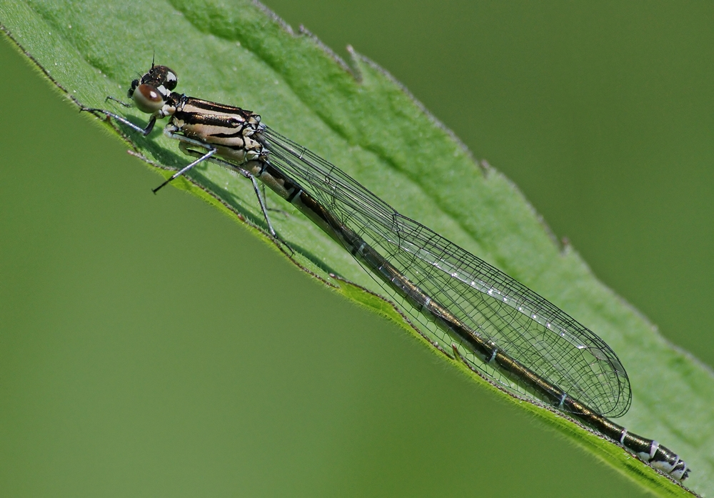 Große Pechlibelle