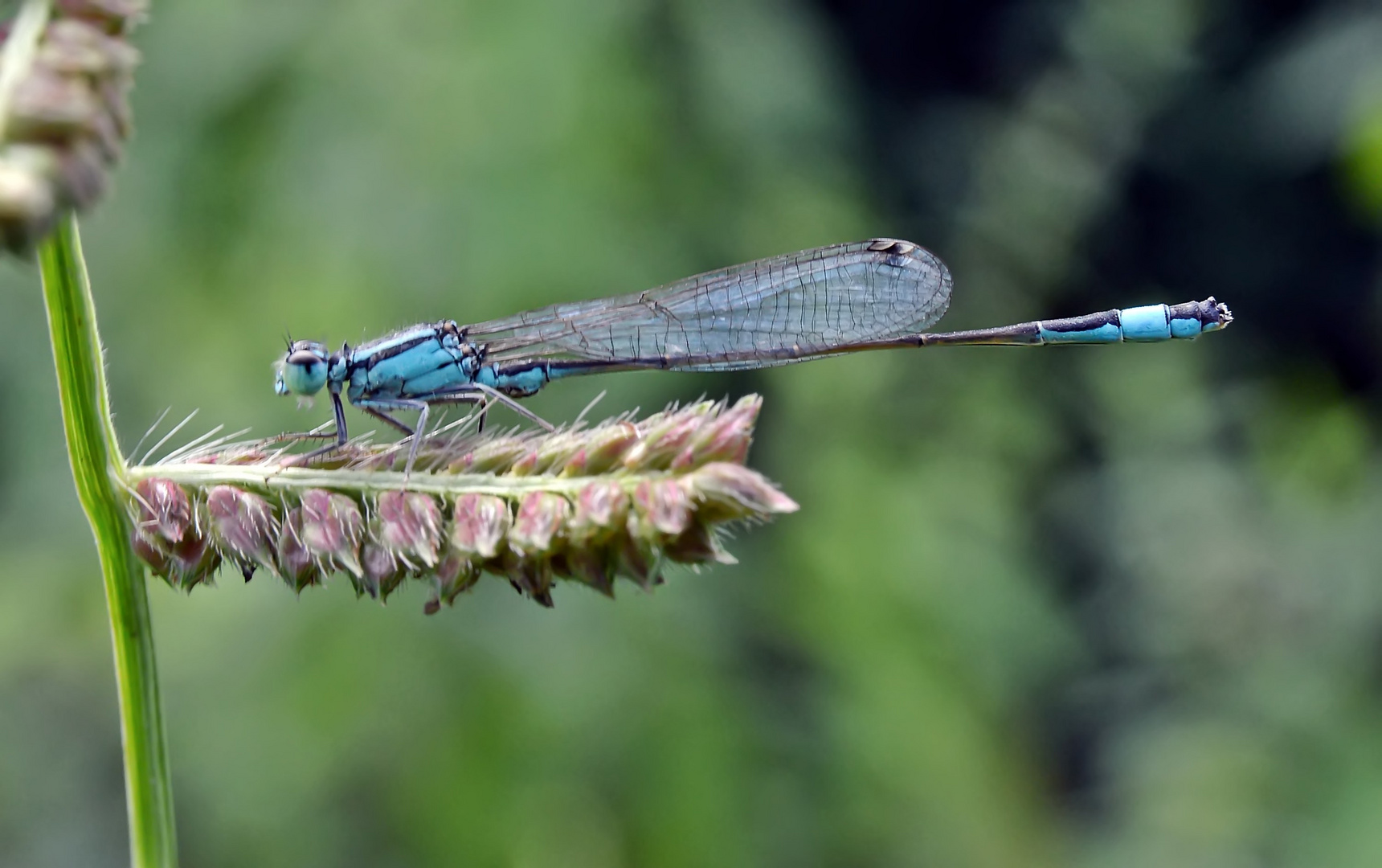 Grosse Pechlibelle