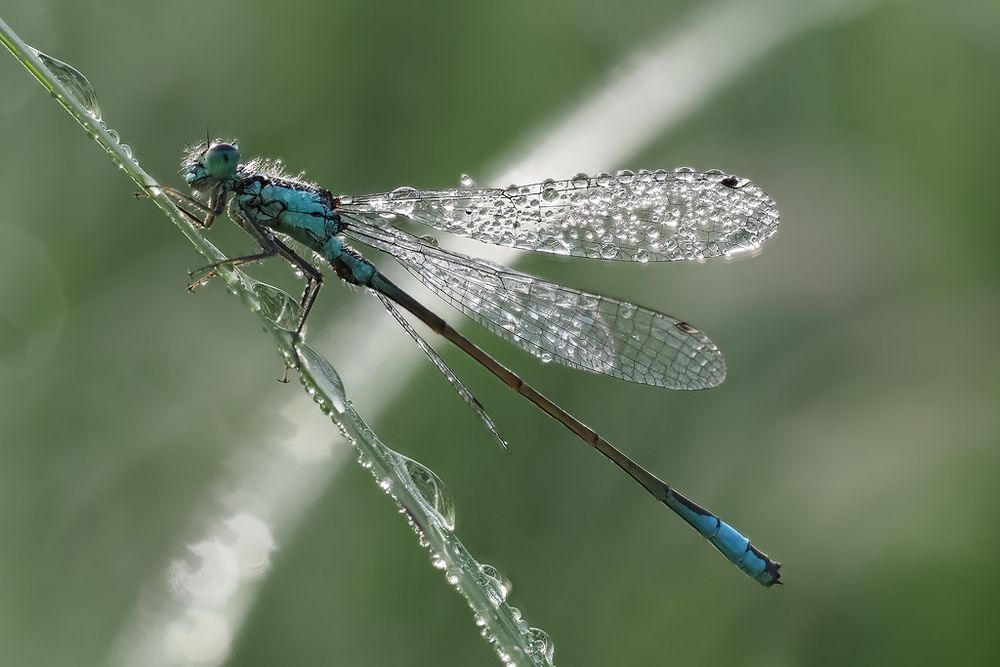 Große Pechlibelle