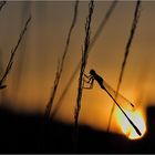 große Pechlibelle bei Sonnenuntergang