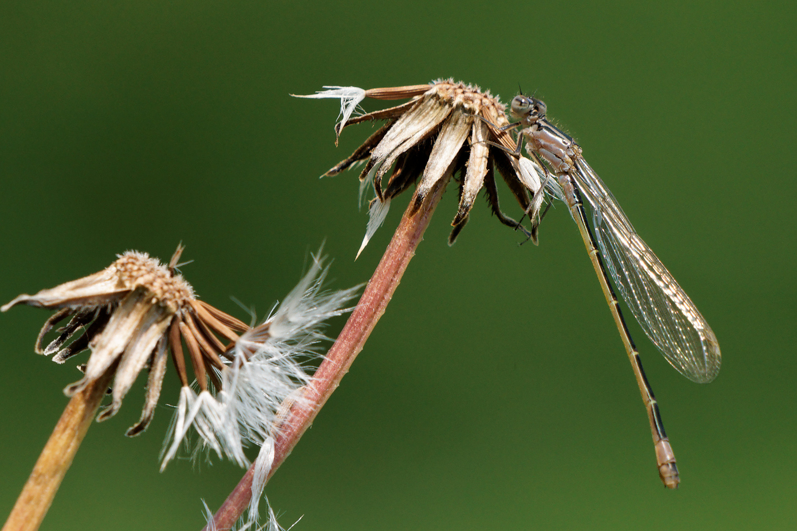 Große Pechlibelle