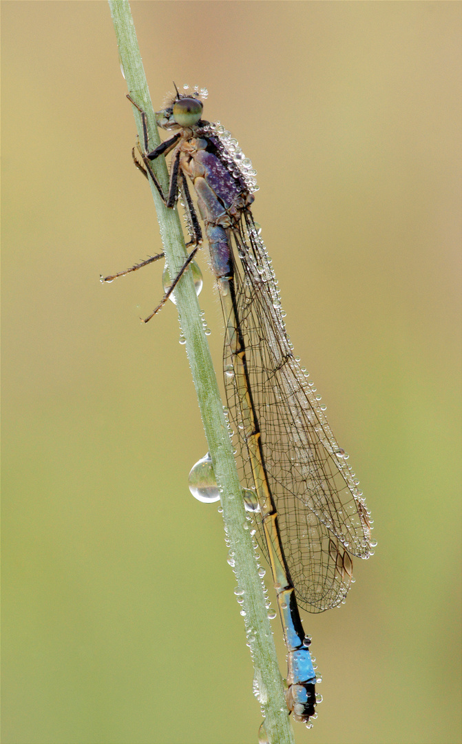 Große Pechlibelle